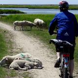 1307G 050 Insel Fehmarn